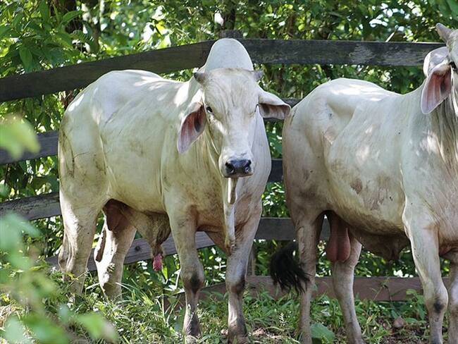 el informe expuso en la campaña que se ha logrado vacunar contra la rabia bovina 59.000 animales cifra que equivale al 90,4 % del total de la población programada. Foto: Colprensa