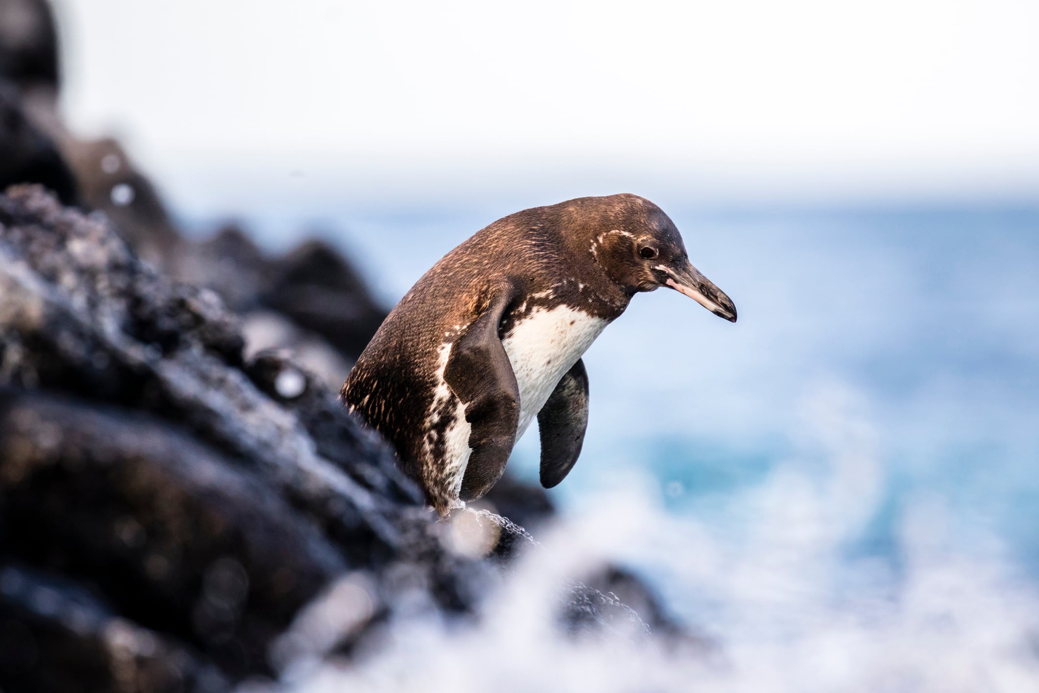 Pingüino en Islas Galápagos, Ecuador (Getty Images)