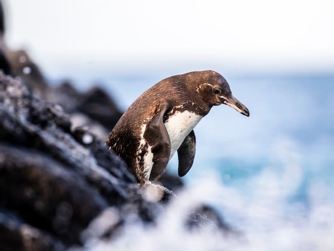 ¿Dónde puede ver los pingüinos? Cronograma y presupuesto para hacer el viaje (Getty Images)