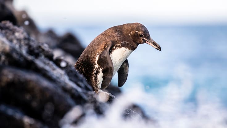 ¿Dónde puede ver los pingüinos? Cronograma y presupuesto para hacer el viaje (Getty Images)
