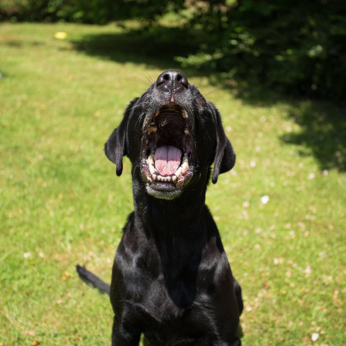 ¿Qué hacer legalmente en caso de que un perro lo muerda?