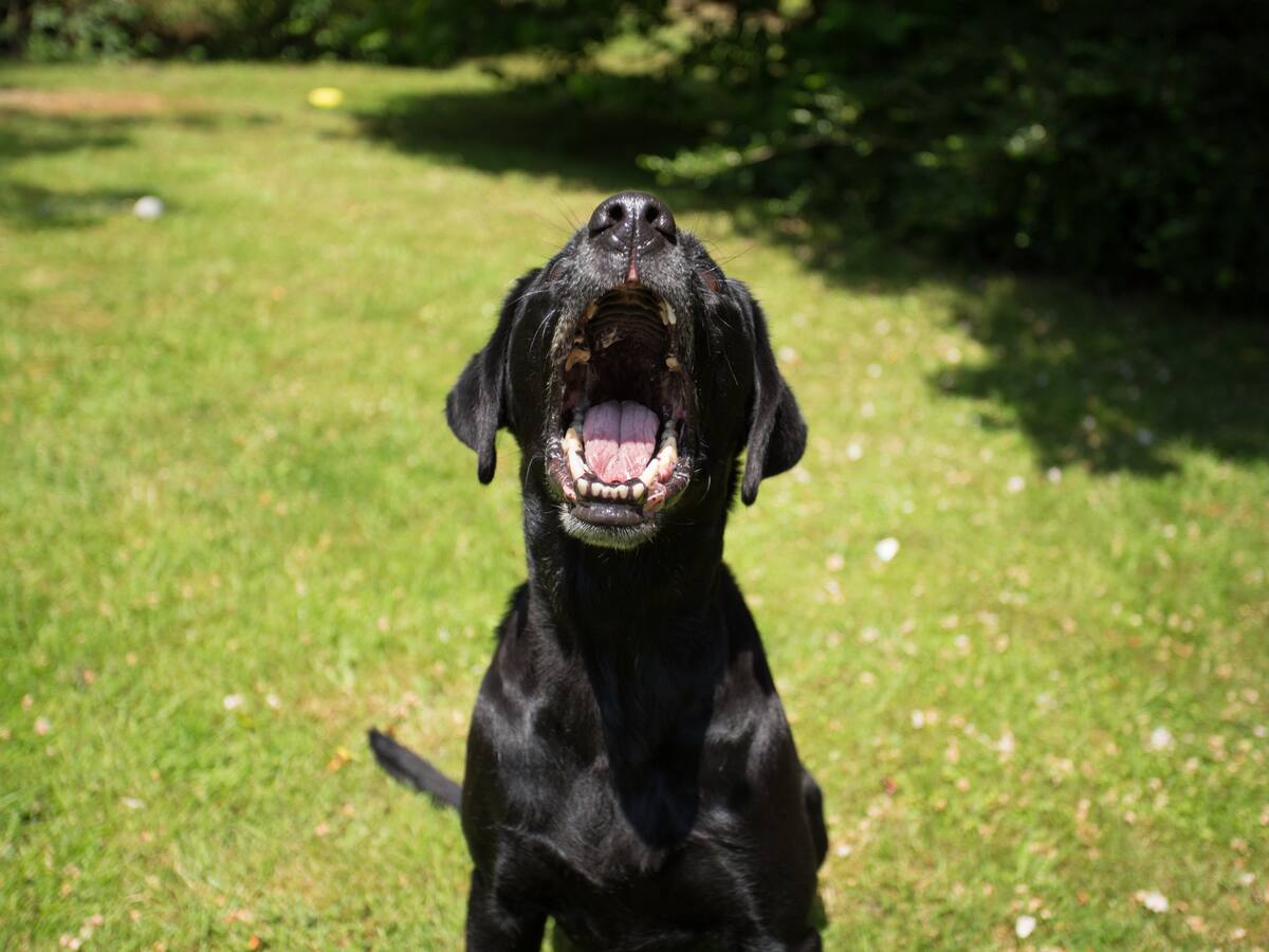 ¿Qué hacer legalmente en caso de que un perro lo muerda?