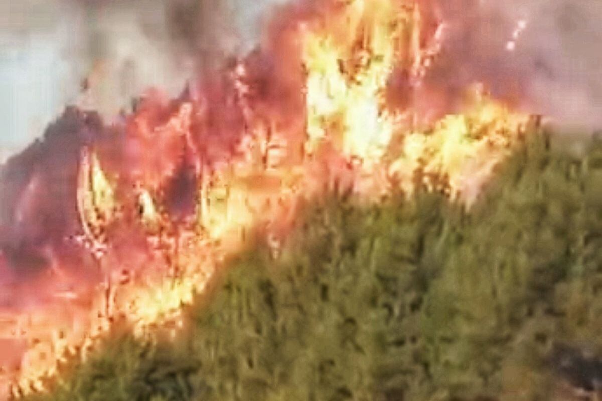 Las llamas afectaron zonas de frailejones y aves nativas. Crédito: Red de Apoyo Cauca.