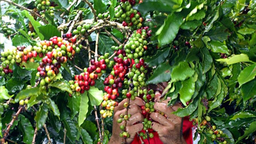 Producción de Café en Colombia. Foto: Colprensa