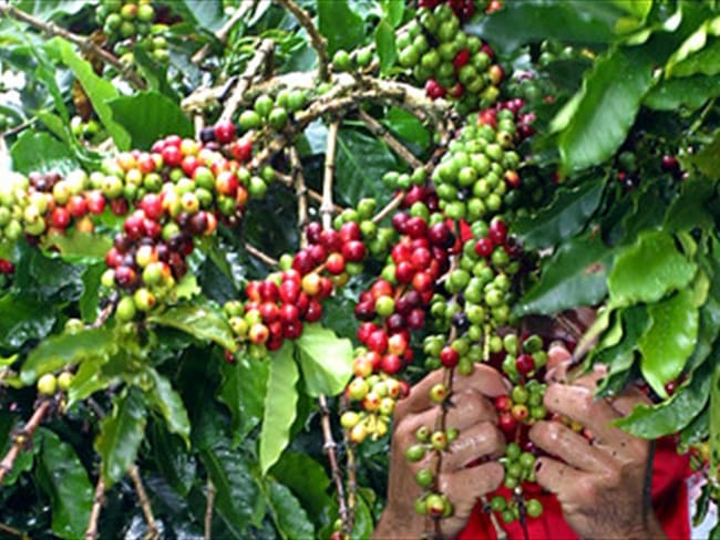 Producción de Café en Colombia. Foto: Colprensa