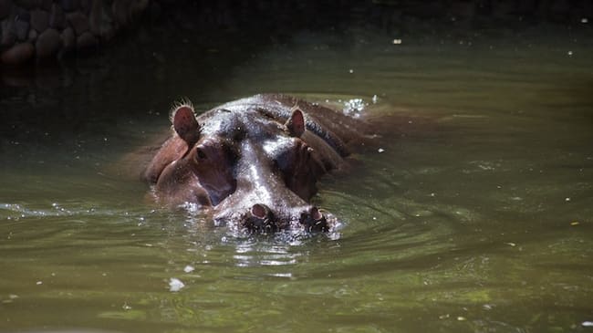 ¿Usted qué haría en defensa de los animales?. Foto: Getty Images / SARUBO