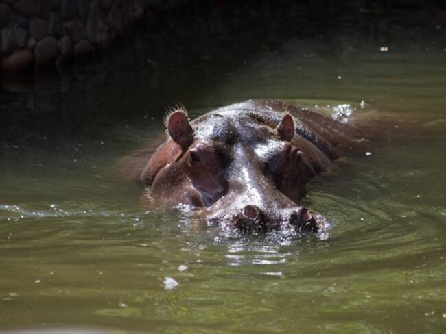 ¿Usted qué haría en defensa de los animales?. Foto: Getty Images / SARUBO