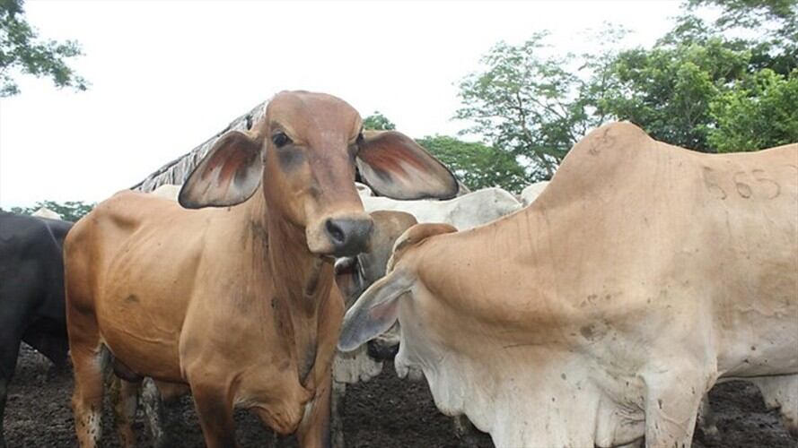 El Ministerio de Agricultura le pidió al Gobierno Ruso contemplar reabrir mercado de carne. Foto: Colprensa