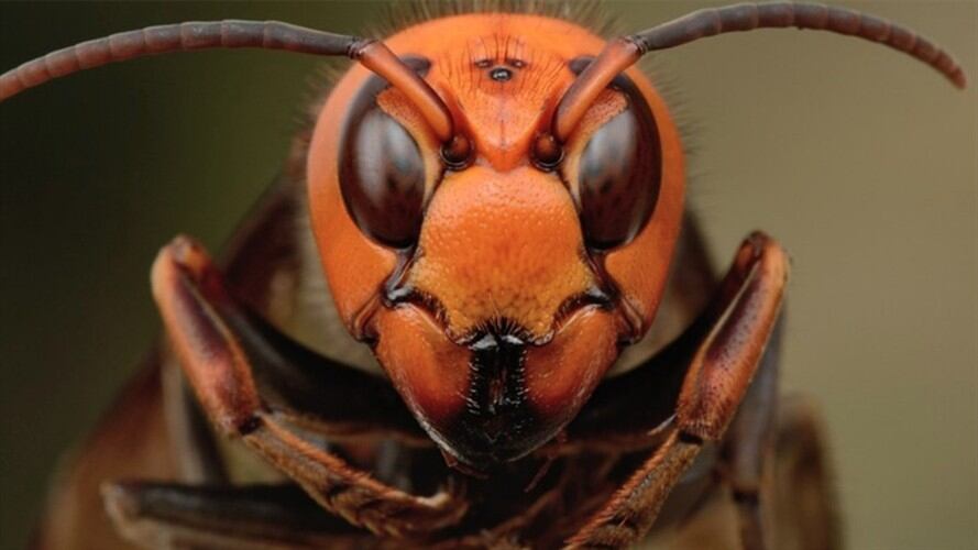 Unidas son fuertes: así fue como un enjambre de abejas se defendió de avispones gigantes. Foto: Getty Images