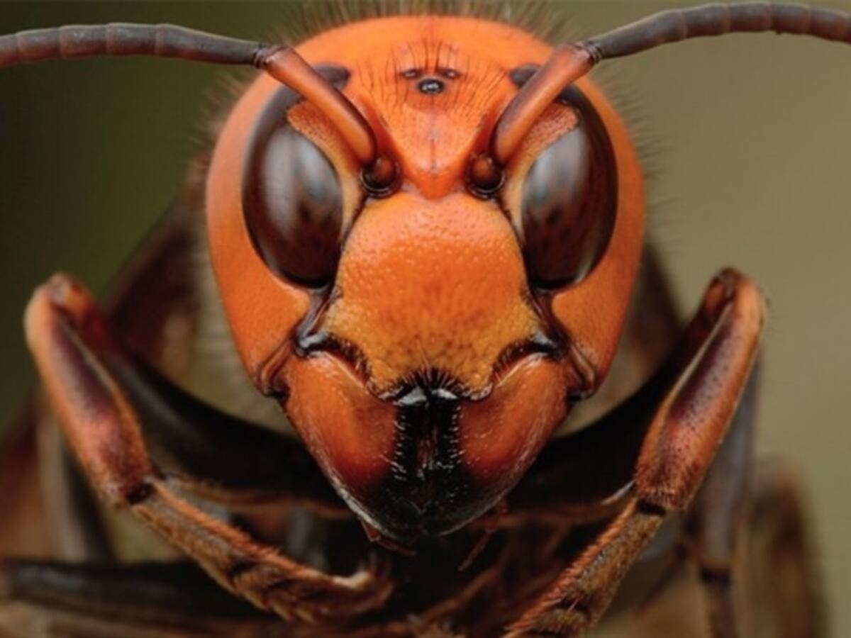 Unidas son fuertes: así fue como un enjambre de abejas se defendió de avispones gigantes