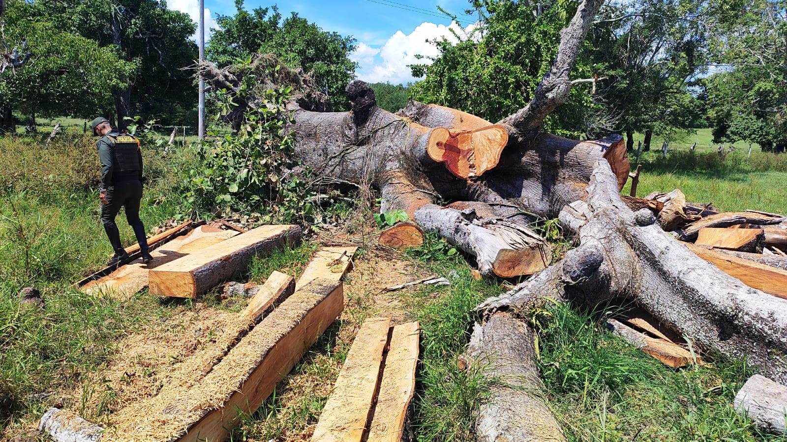 Deforestación. Foto: Colprensa.