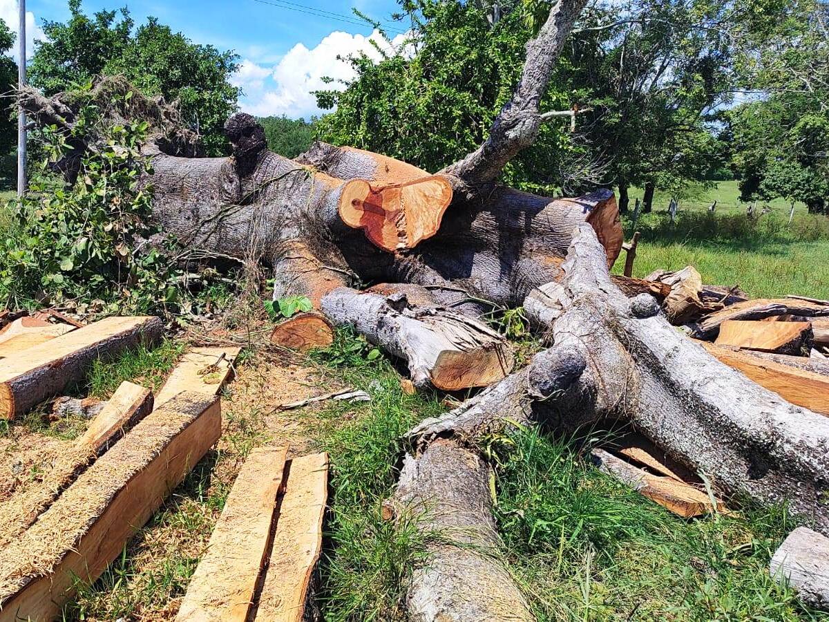 Deforestación se desacelera en la Amazonía, aunque el problema sigue vivo