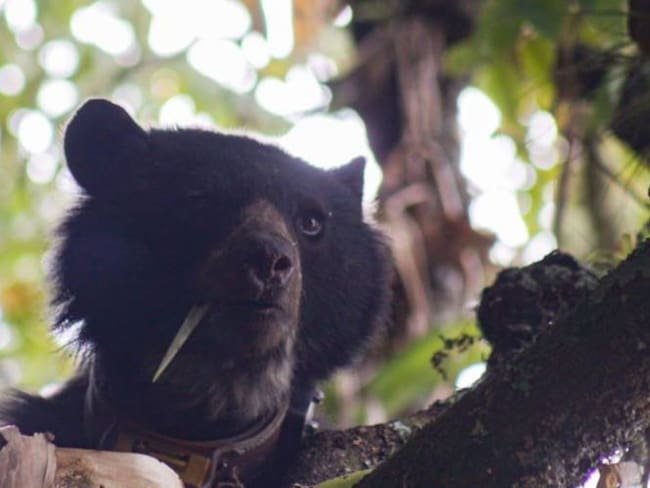 Pensilvania fue encontrada muerta, en la vereda Santa Bárbara del municipio de Cómbita. Foto: Corpoboyacá.