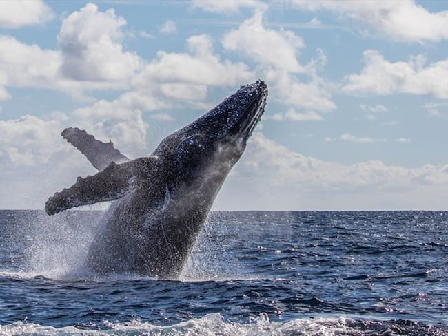 Pensé que había sido una ola, Lo primero que pensé fue que tenía que salir a tomar aire y buscar a mi amiga: Julie McSorley. Foto: Getty Images