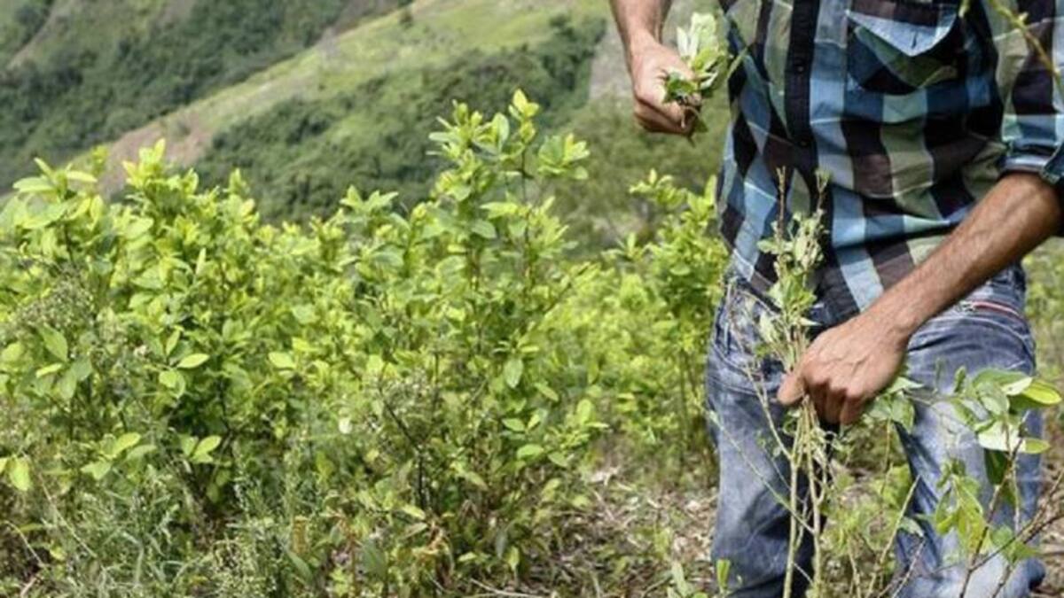 Director del PNIS responde señalamientos de gobierno Santos por incumplimientos a programa