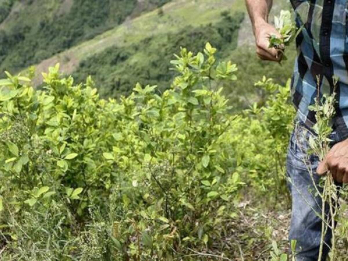 Los contratos de los operadores que incumplieron en sustitución de cultivos