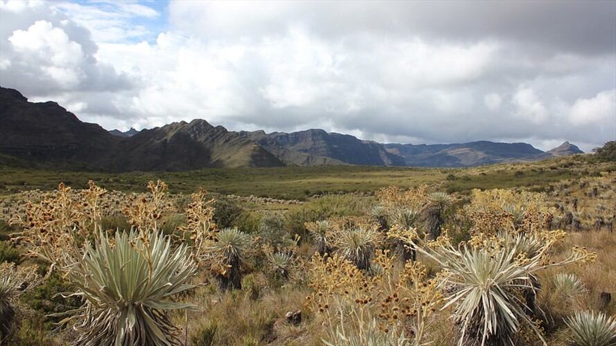 Se mantienen las actividades agropecuarias de bajo impacto en los páramos. Foto: Colprensa