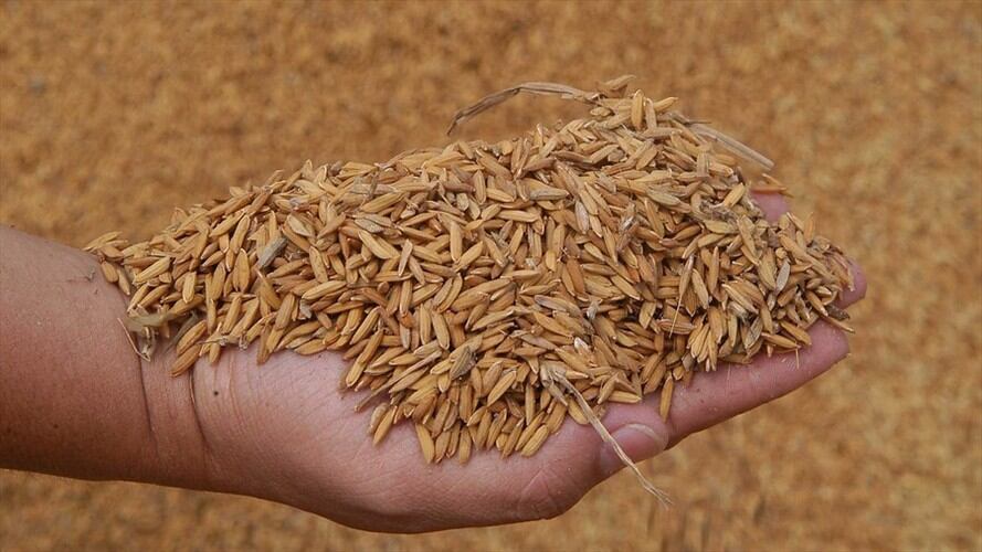 Arroceros piden al Ministerio de Agricultura soluciones para poder comercializar cosecha. Foto: Colprensa