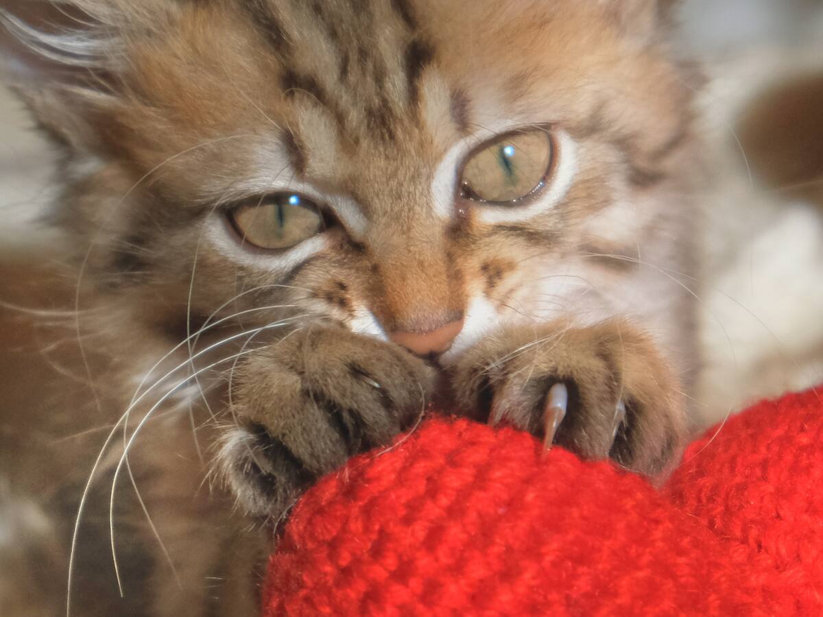 ¿Por qué los gatos amasan? Esto explica revista científica