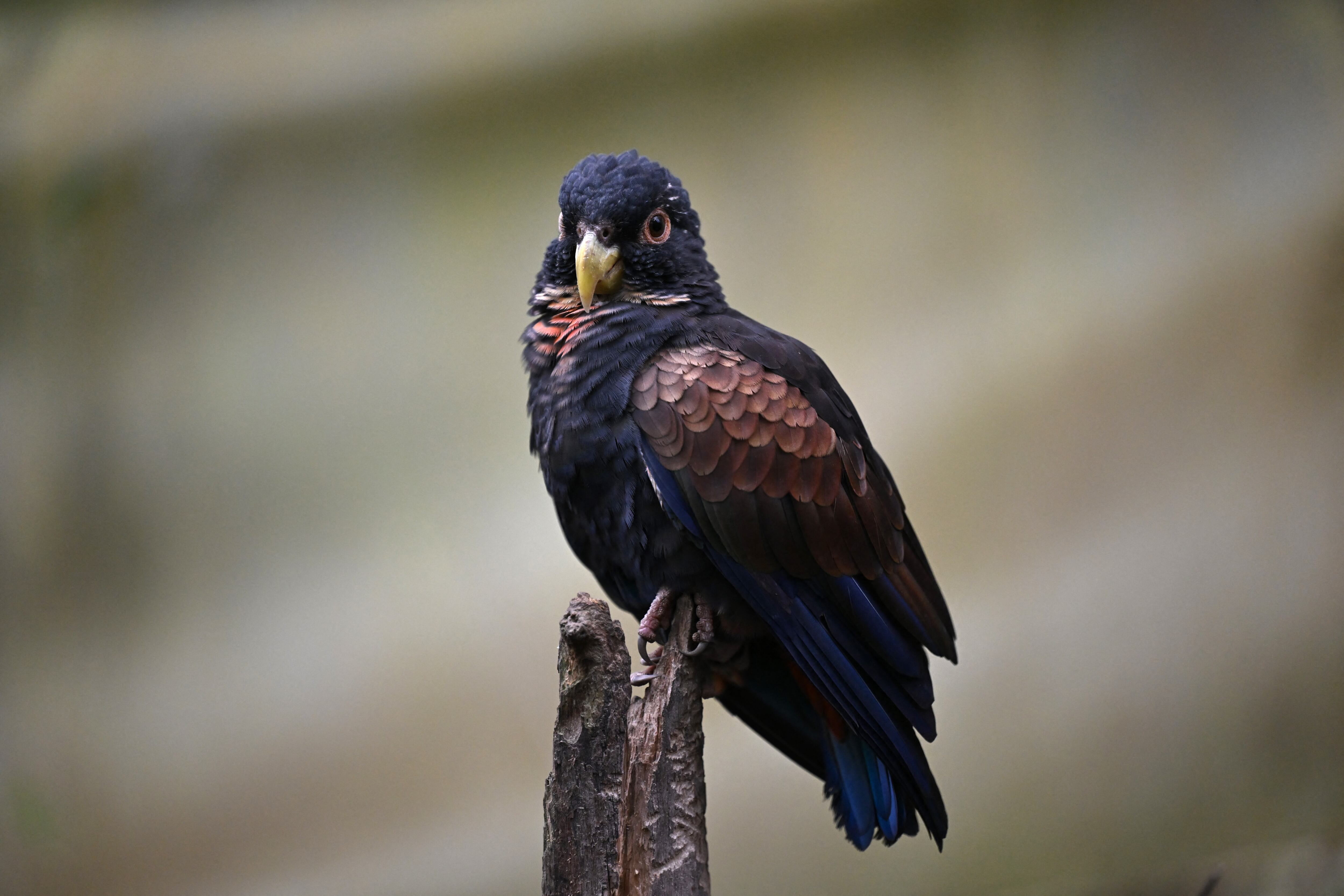 Ave. Foto: RAUL ARBOLEDA/AFP via Getty Images.