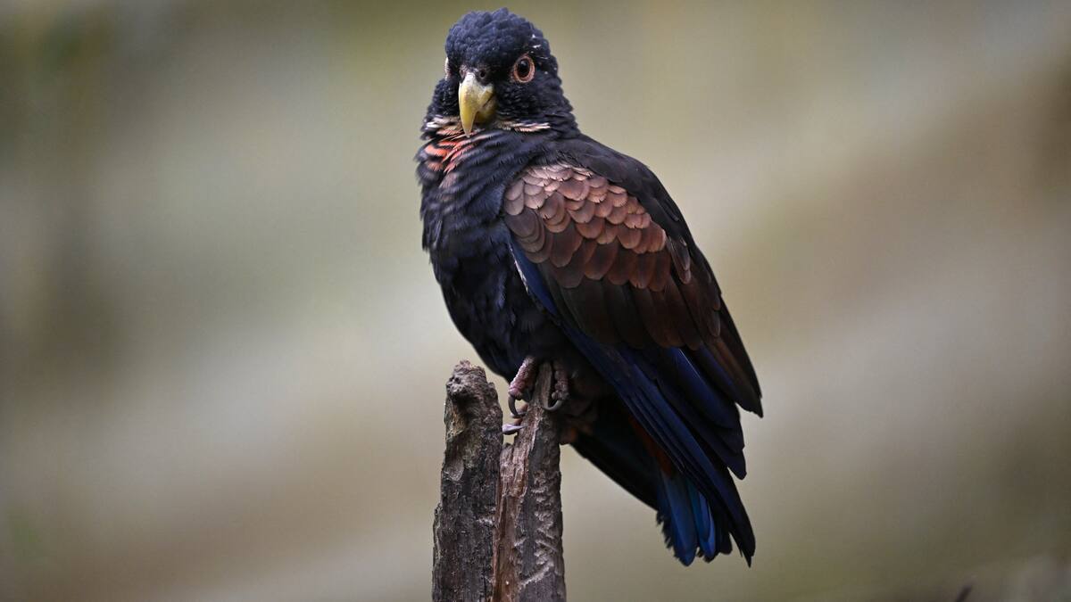 Avistamiento de aves este 10 mayo en Bogotá: conozca cómo participar y registrar las especies