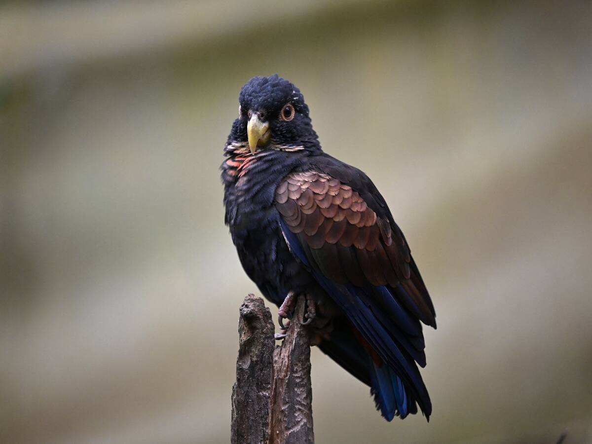 Avistamiento de aves este 10 mayo en Bogotá: conozca cómo participar y registrar las especies