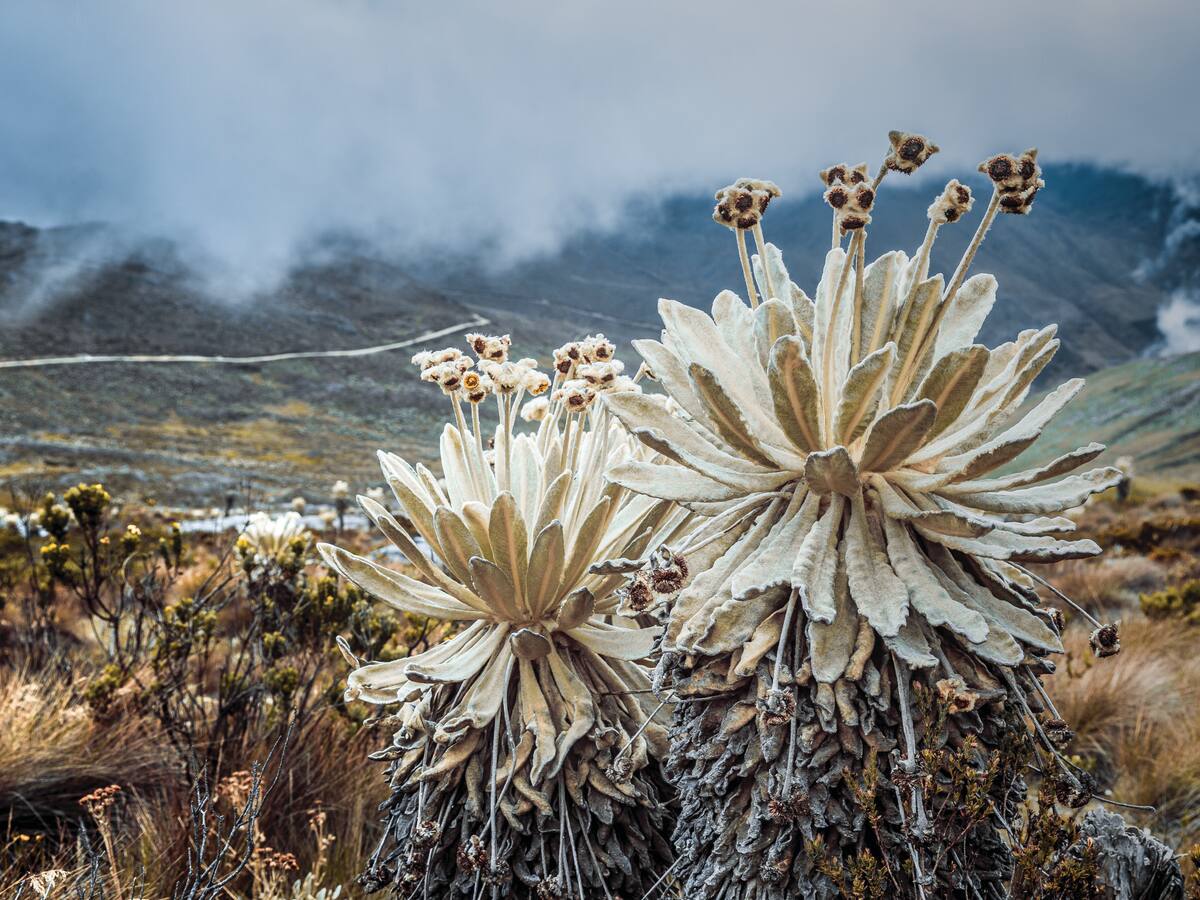 Colombia derrotó a Montauk: queda en firme la prohibición de minería en Santurbán