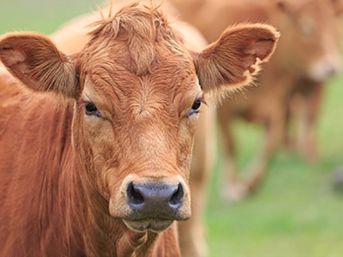 Definida la fecha de inicio para el primer ciclo de vacunación contra la fiebre aftosa