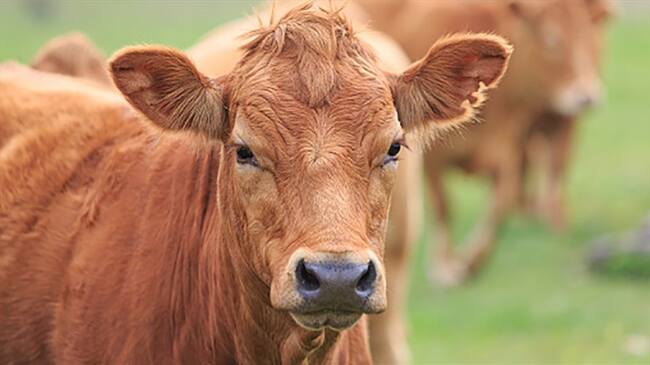 Fedegan se mantendrá como responsable del proceso de la aplicación de las vacunas contra la fiebre aftosa y brucelosis. Foto: Getty Images