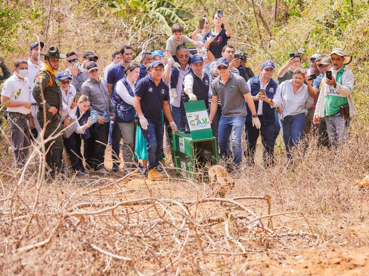 En Córdoba fueron liberadas varias especies animales amenazadas