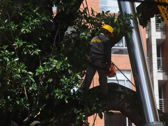 Ciudadanos reclaman que tala de árboles en el barrio El Nogal no fue notificada