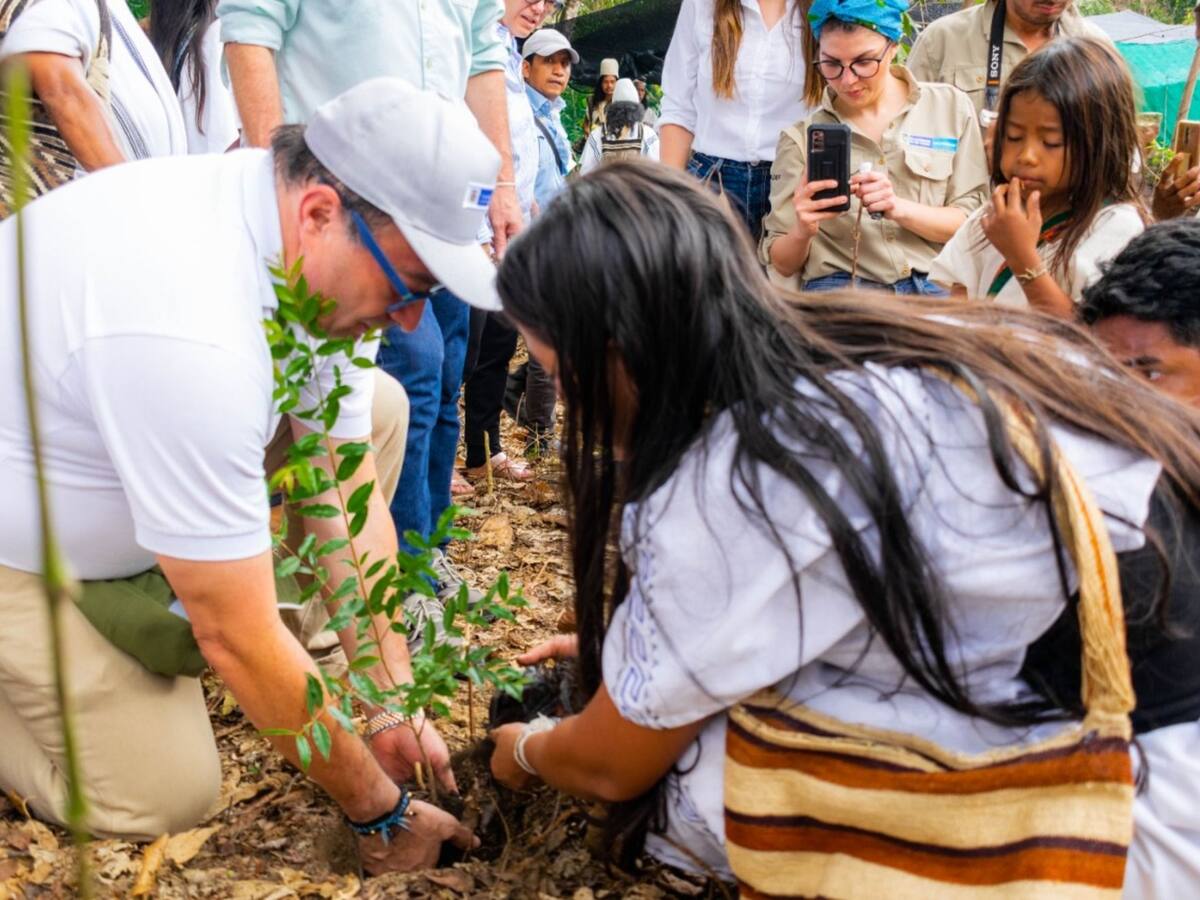 Certificados en viverismo indígenas de la Sierra Nevada en Aracataca
