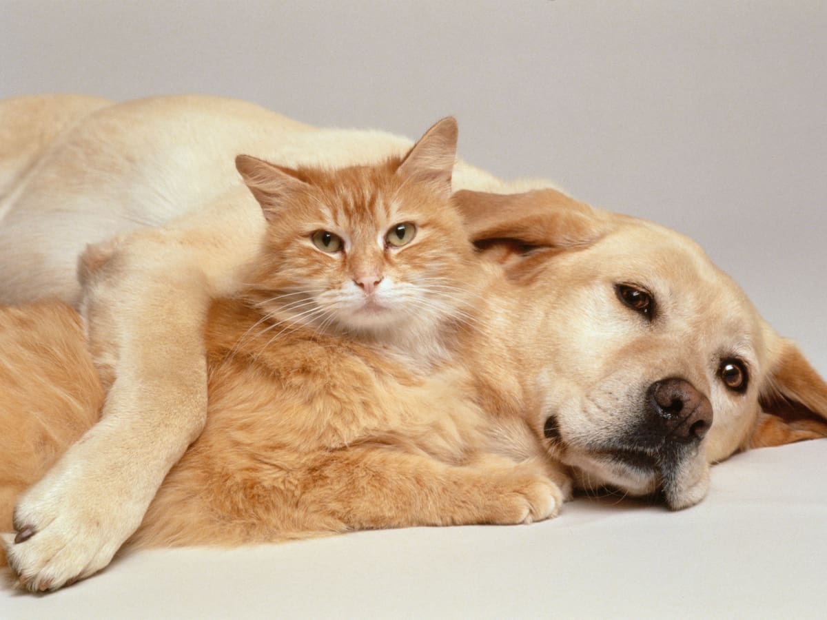 Quiénes son más inteligentes, ¿los perros o los gatos? Estudio lo revela