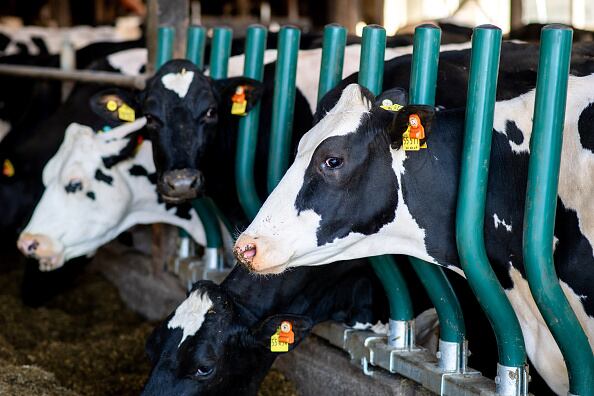 Se cumplió con ciclo adicional de vacunación contra la fiebre aftosa en zona fronteriza con Venezuela. Foto: Getty