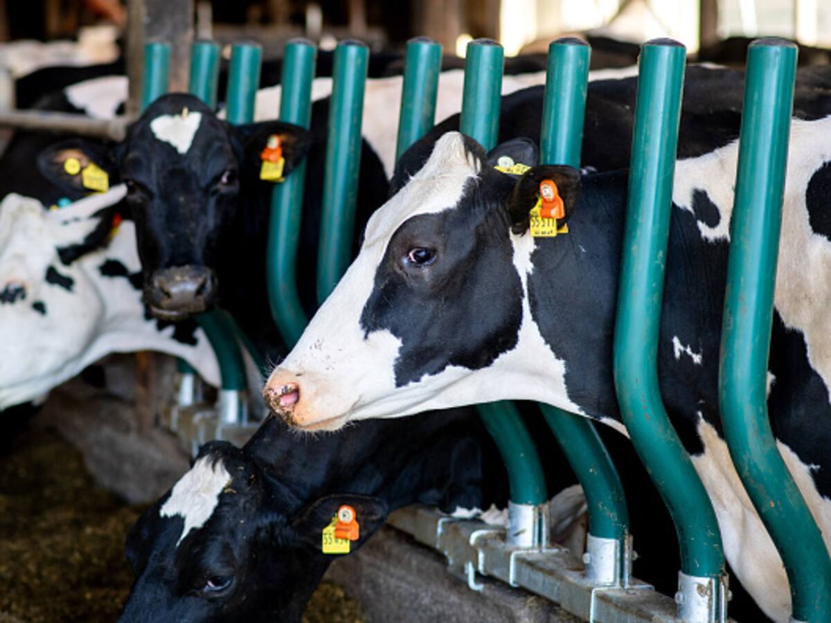 Se cumplió con ciclo adicional de vacunación contra la fiebre aftosa en zona fronteriza con Venezuela