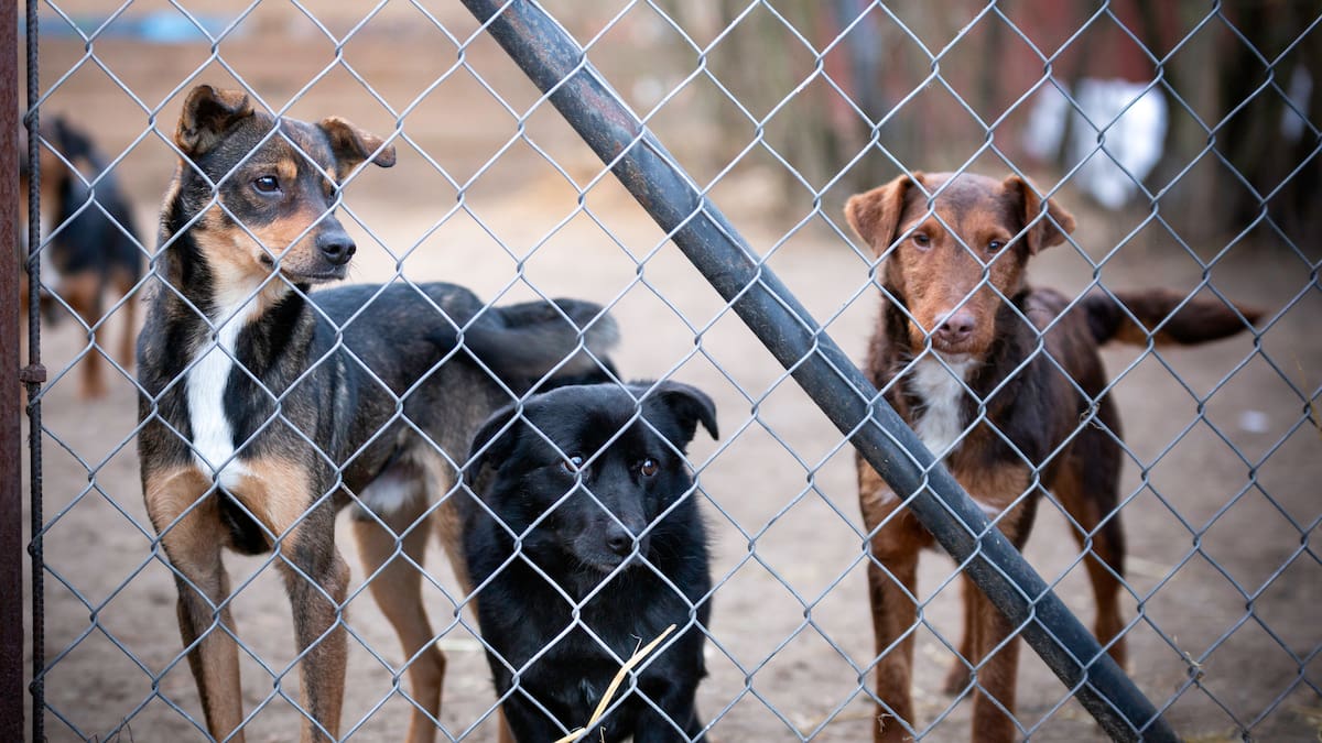 “Vale la pena arriesgar mi vida por ellos”: mujer con refugio de animales en el Catatumbo