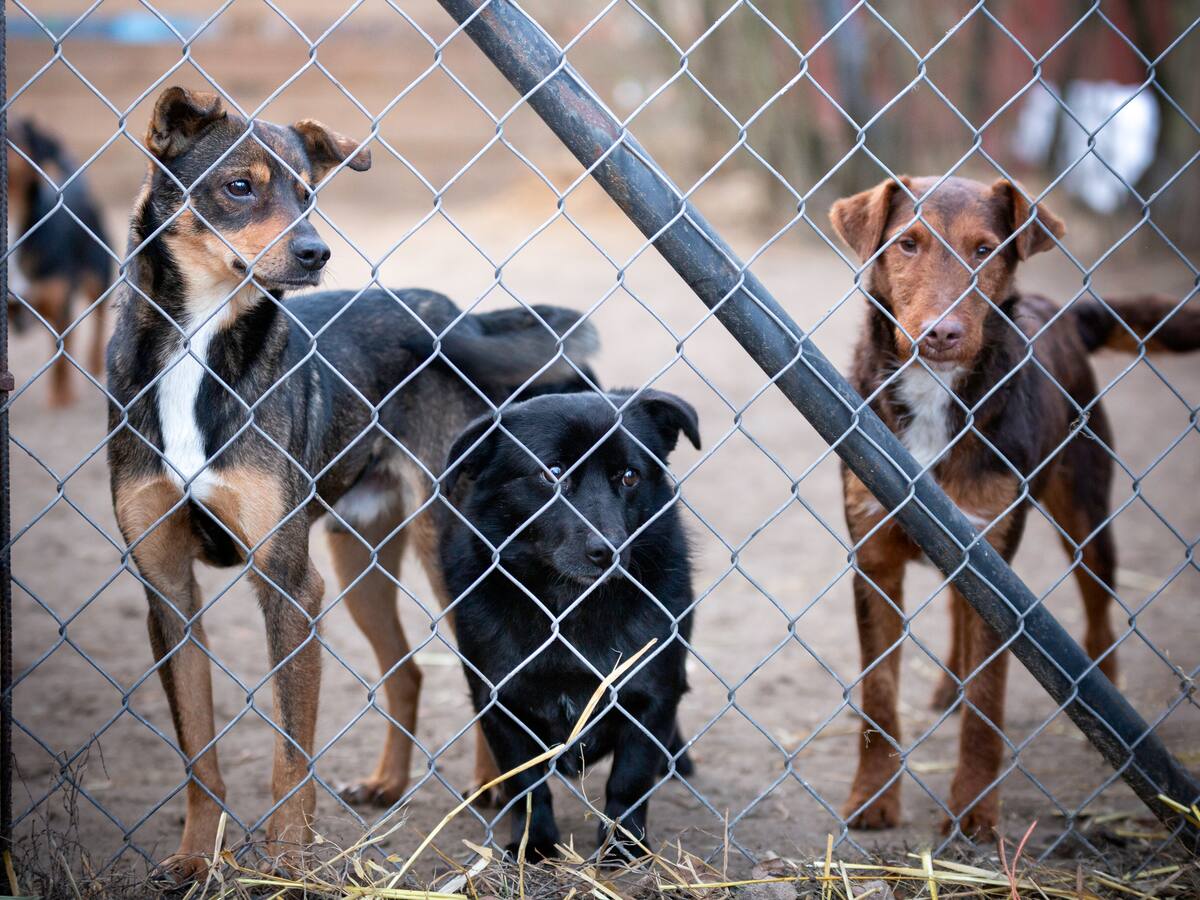 “Vale la pena arriesgar mi vida por ellos”: mujer con refugio de animales en Catatumbo pide ayuda