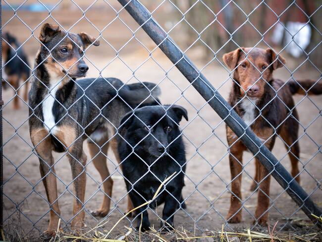 “Vale la pena arriesgar mi vida por ellos”: mujer con refugio de animales en el Catatumbo