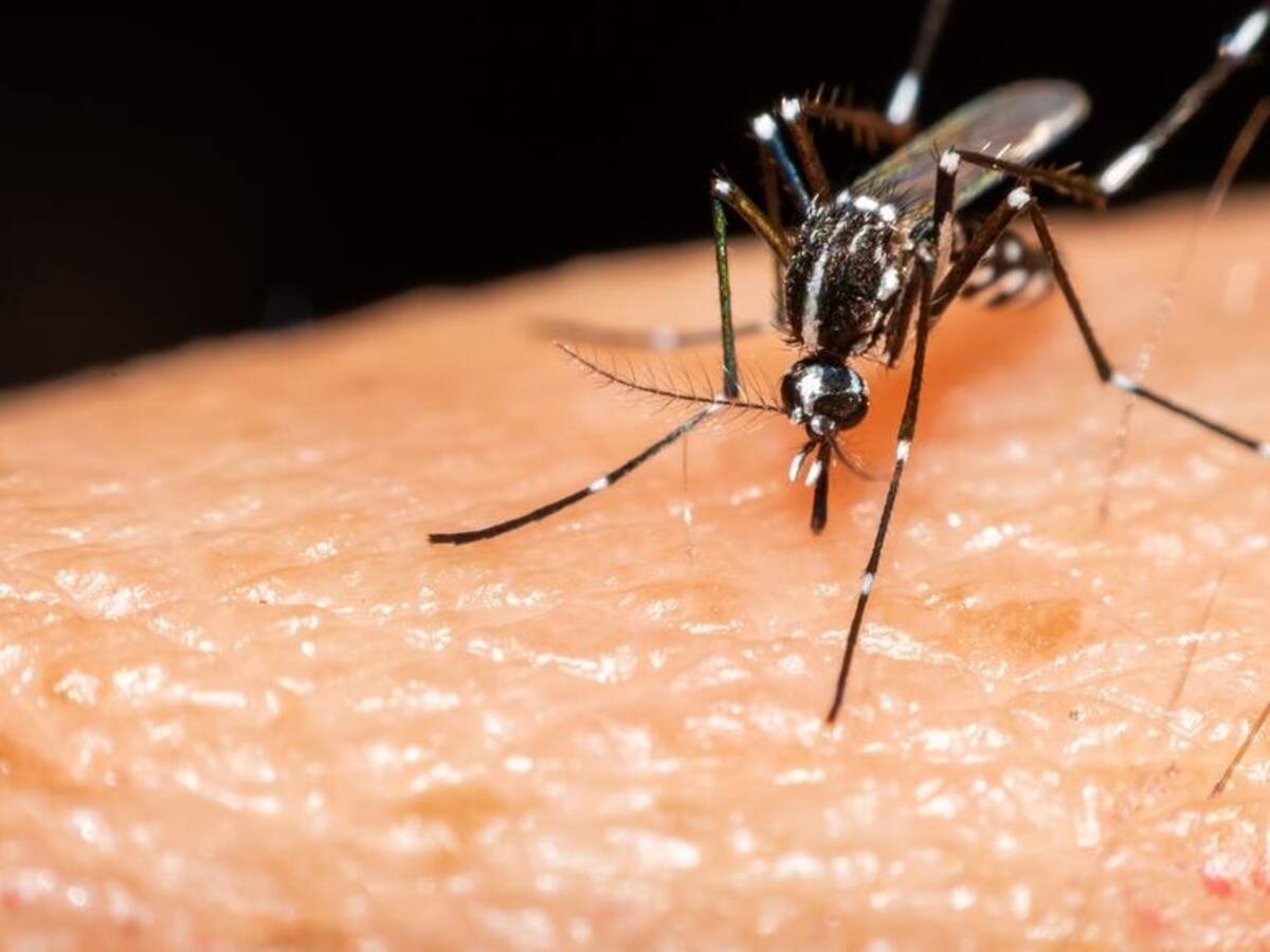 En promedio se registran dos contagios diarios por dengue en Caldas