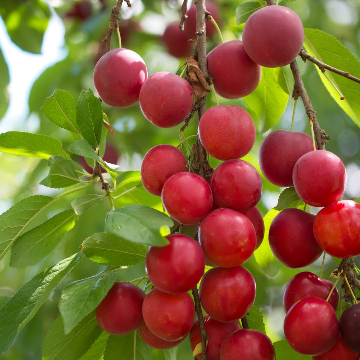8 frutas exóticas que solo se encuentran en el Amazonas: ¿Se consiguen en Colombia? Le contamos