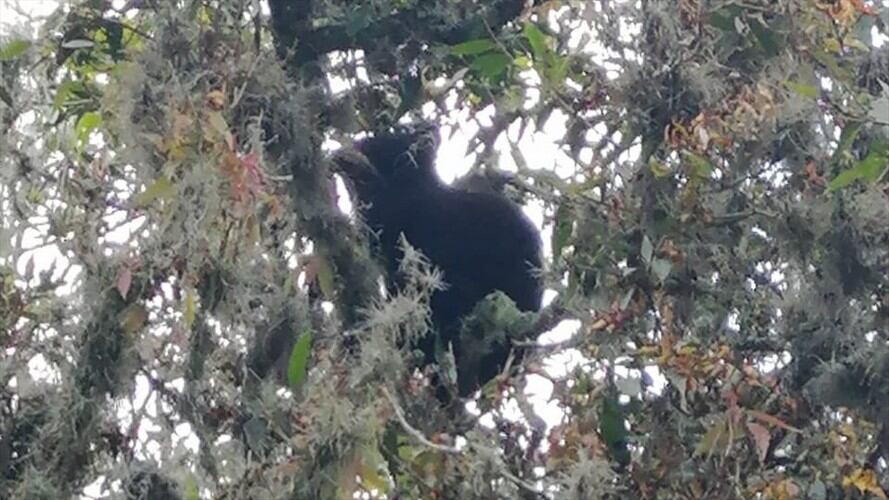 Se precisó que el oso andino es una especie que se encuentra en vía de extensión. Foto: Corpoboyacá