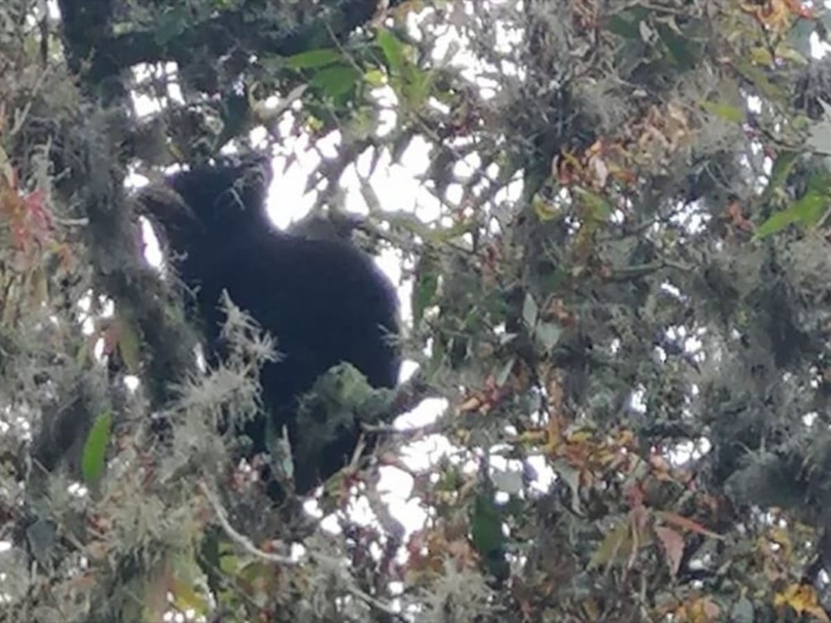 Avanza proceso de sedación de oso anteojos, hallado en Moniquirá, Boyacá