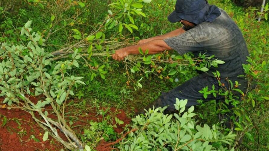 Cerca de tres mil campesinos advierten con retomar cultivos ilícitos en el sur de Córdoba. Foto: Colprensa