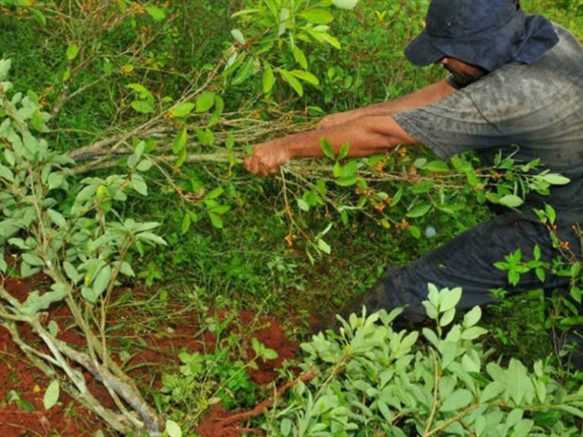 Cerca de tres mil campesinos advierten con retomar cultivos ilícitos en el sur de Córdoba