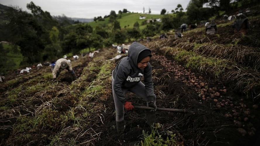 Juan Daniel Oviedo, director del DANE, manifestó en Sigue La W que las ayudas permitieron que la pobreza en el campo no aumentara.. Foto: Colprensa-Sergio Acero