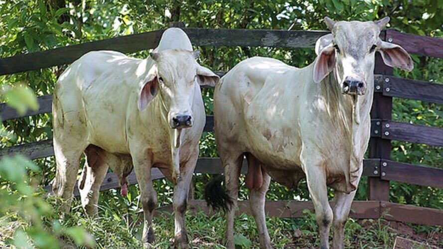 Gobierno levantará zona de contención por fiebre aftosa. Foto: Colprensa