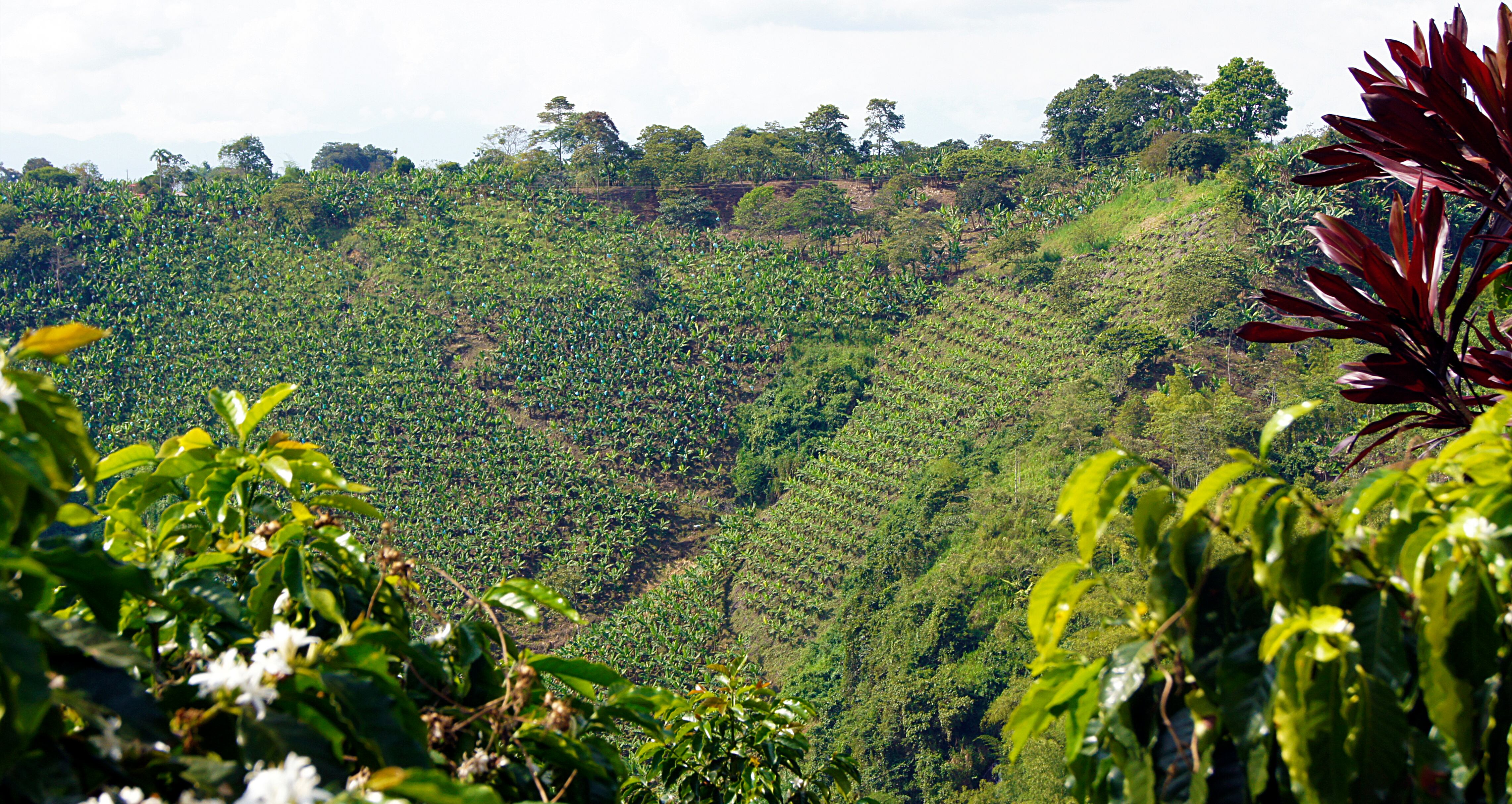 Plantación de café en el Eje Cafetero (Foto: Getty Images)