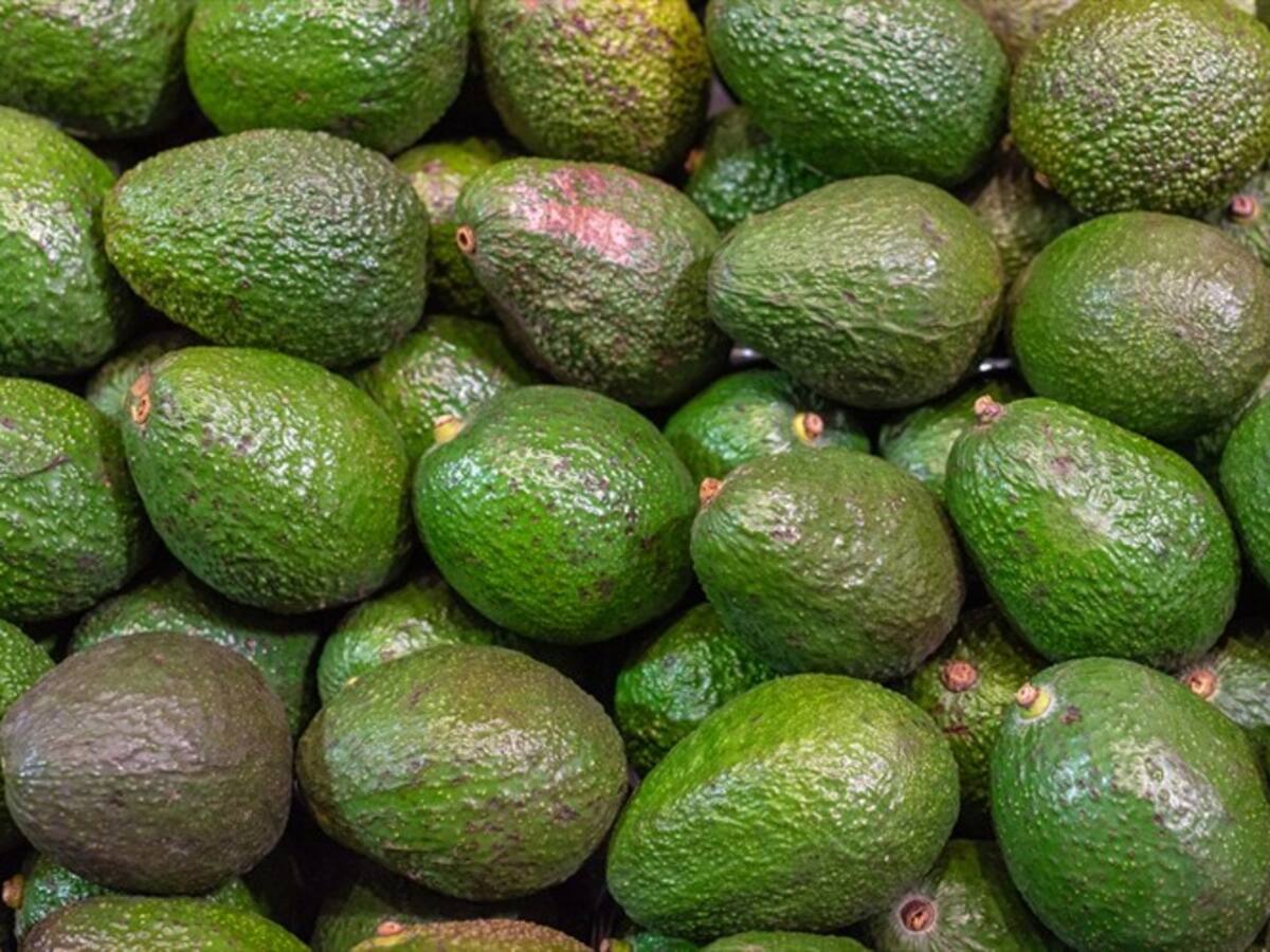 Colombia se convierte en el primer proveedor de aguacate hass de Europa