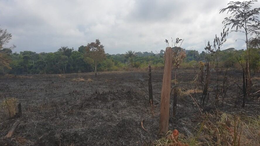 Andrés Felipe García, director de Cormacarena, manifestó en Sigue La W que la fauna también se ha visto afectada. . Foto: Cortesía Cormacarena