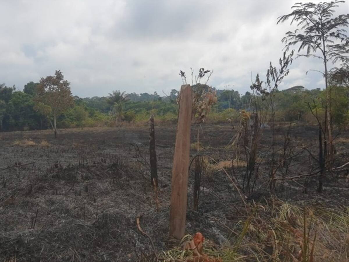 Anuncian acciones judiciales contra menonitas que deforestaron 42 hectáreas de los Llanos